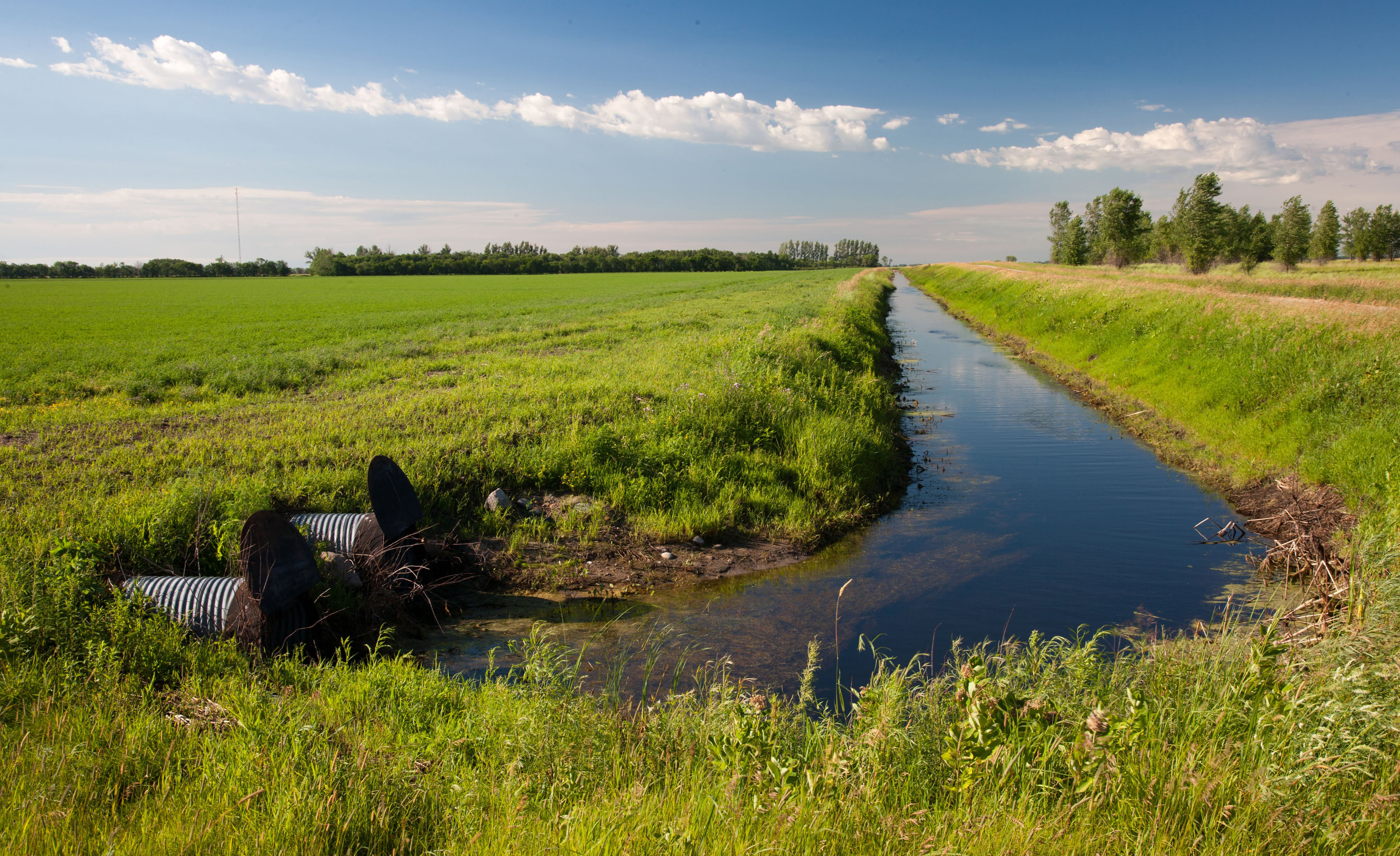 Channelized water runs along the side of a dirt road and soybean field, into two large pipes