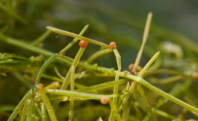 Photo of starry stonewort
