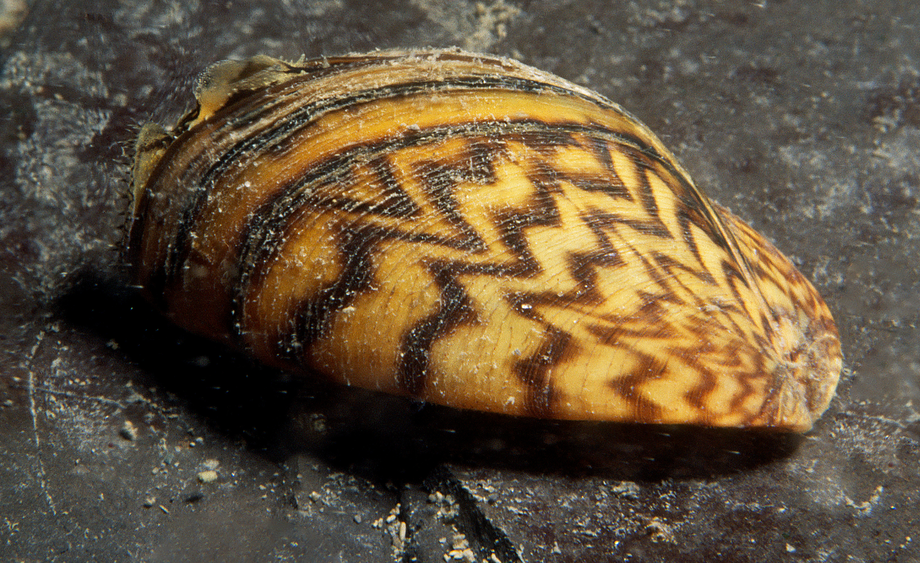 Single zebra mussel on a rock.