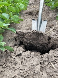 compacted soil