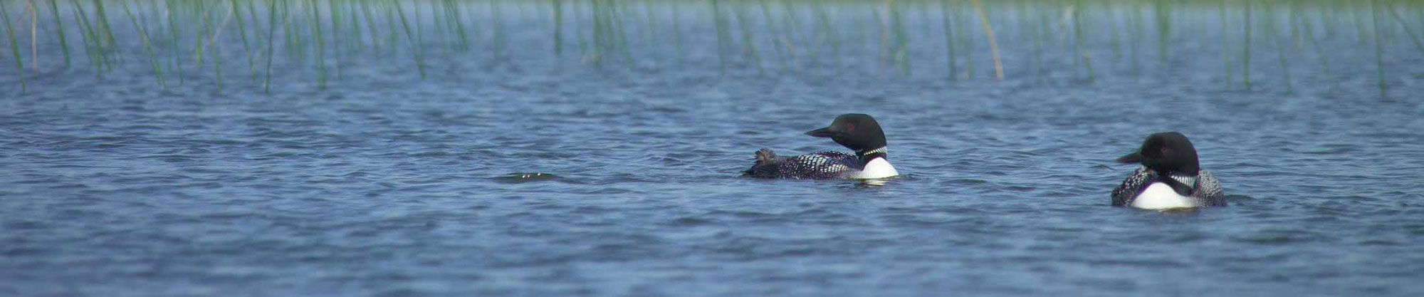 Two loons float on the surface of a wetland with cattails in the background.
