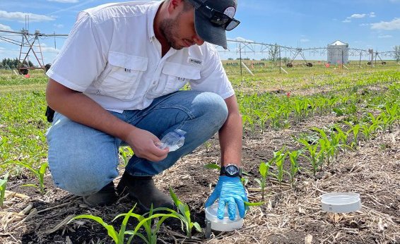 Male researcher in a field kneeling down to swap out ammonia acid traps.