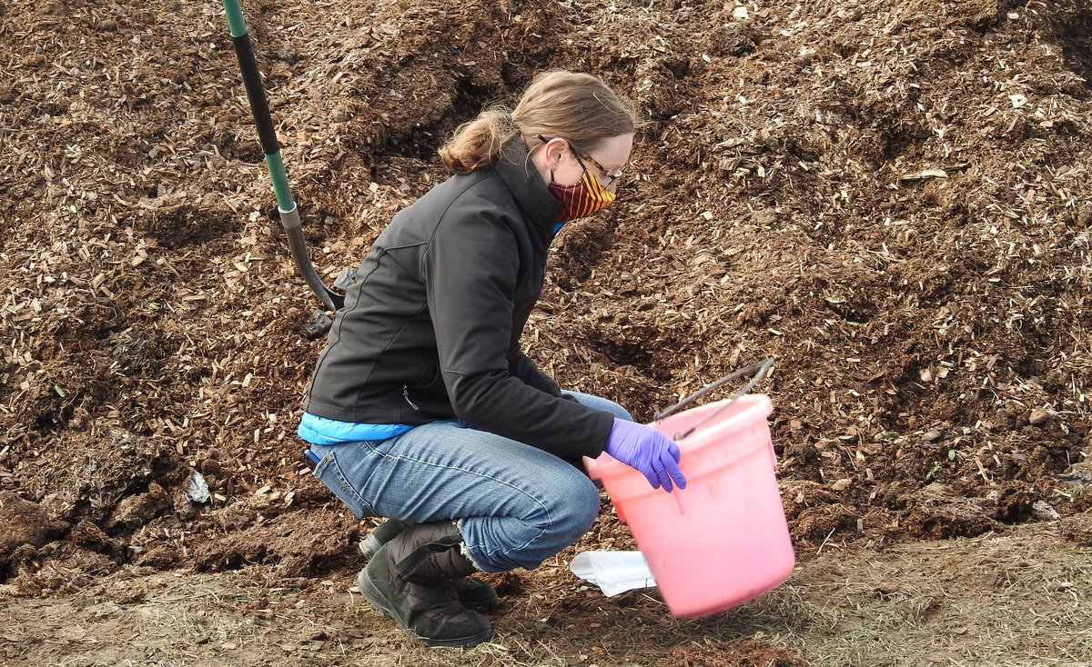 Researcher wears a U of M colored mask, her hair is in a ponytail. She collects samples manure samples in a pink bucket while wearing purple gloves.