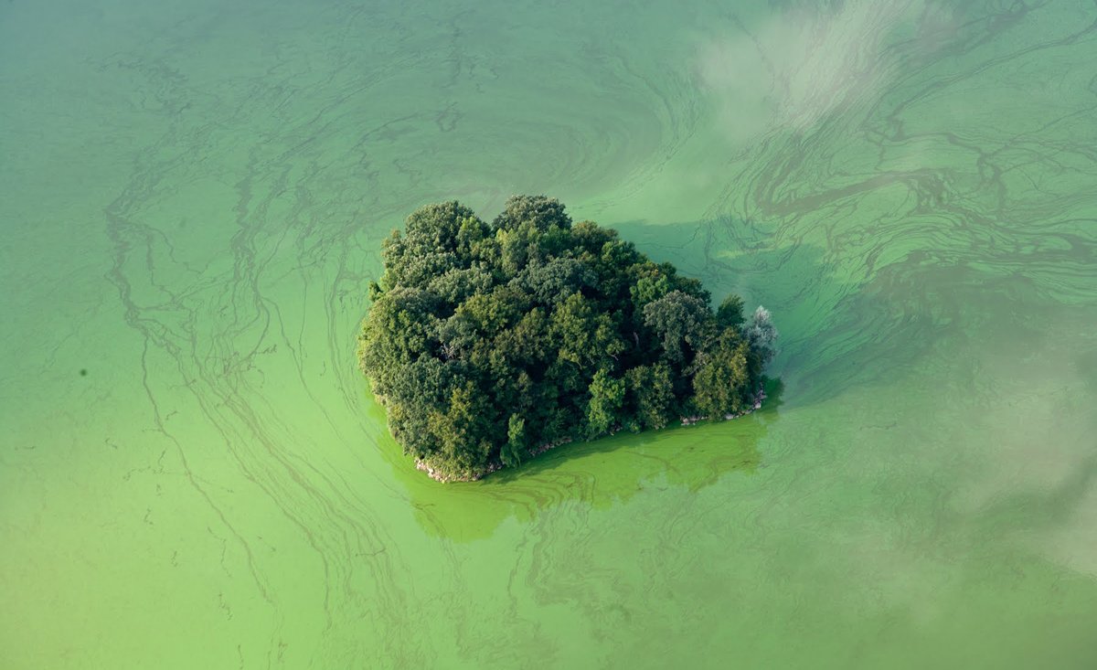 A small island of trees surrounded by light green water