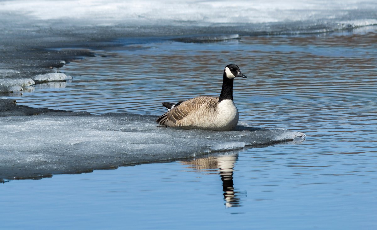 A lone Canada goose sits on the remaining ice of a lake which has partially melted