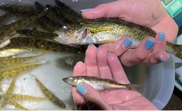 Hands with light blue nail polish holding small walleye