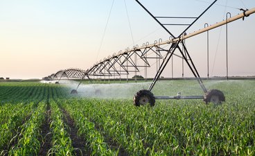 Center pivot irrigation system in a corn field